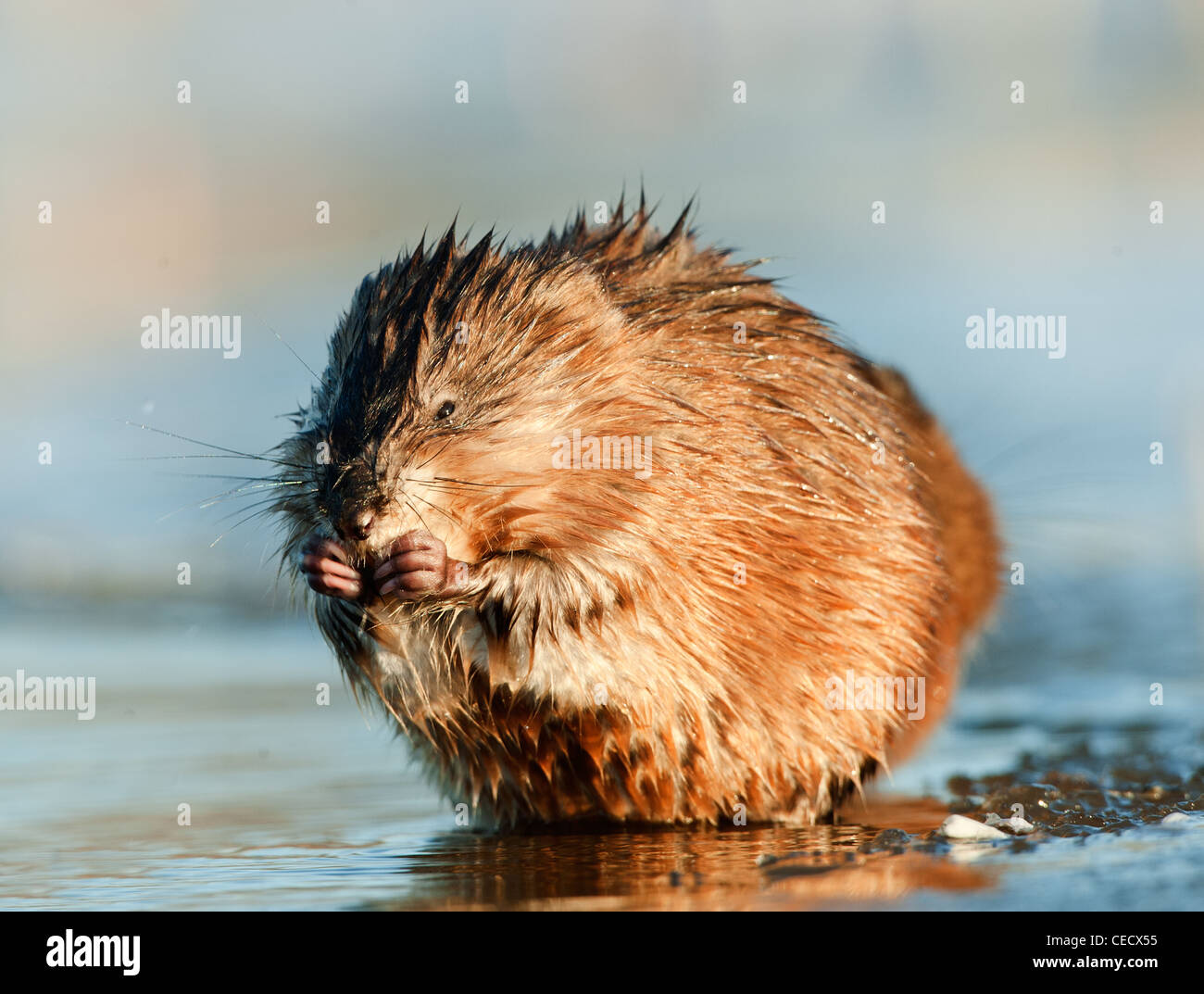 Manger ( Rat musqué Ondatra zibethica ) dans les faisceaux de lumière au coucher du soleil sur la glace. Banque D'Images