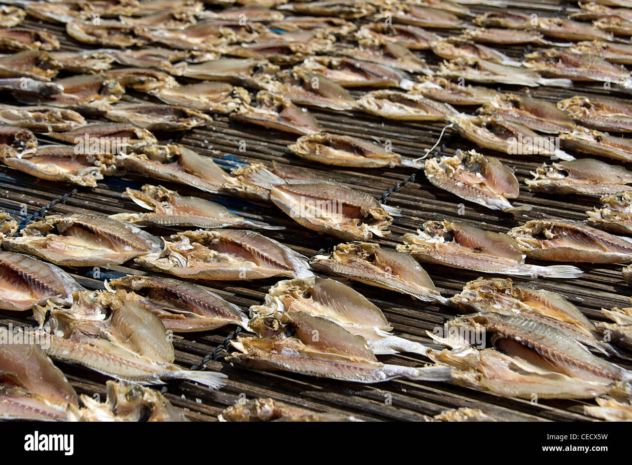 Processus de traitement du poisson Banque de photographies et d’images ...