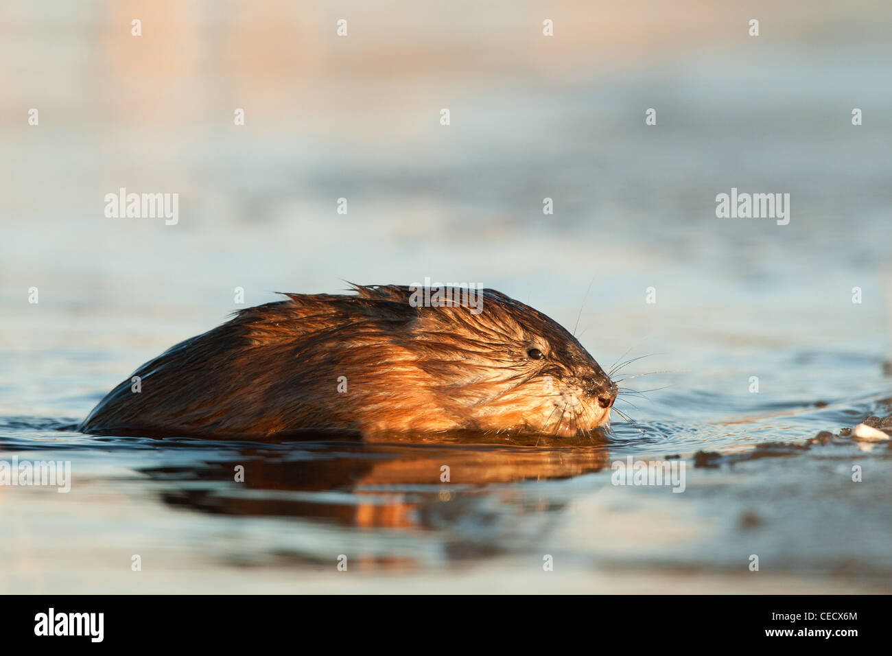 Le rat musqué (Ondatra zibethica) est hors de l'eau sur la glace dans les poutres du coucher de soleil Banque D'Images