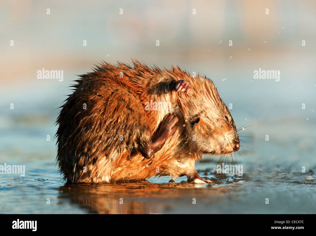 Le rat musqué (Ondatra zibethica) est rayé en coucher de soleil Banque D'Images