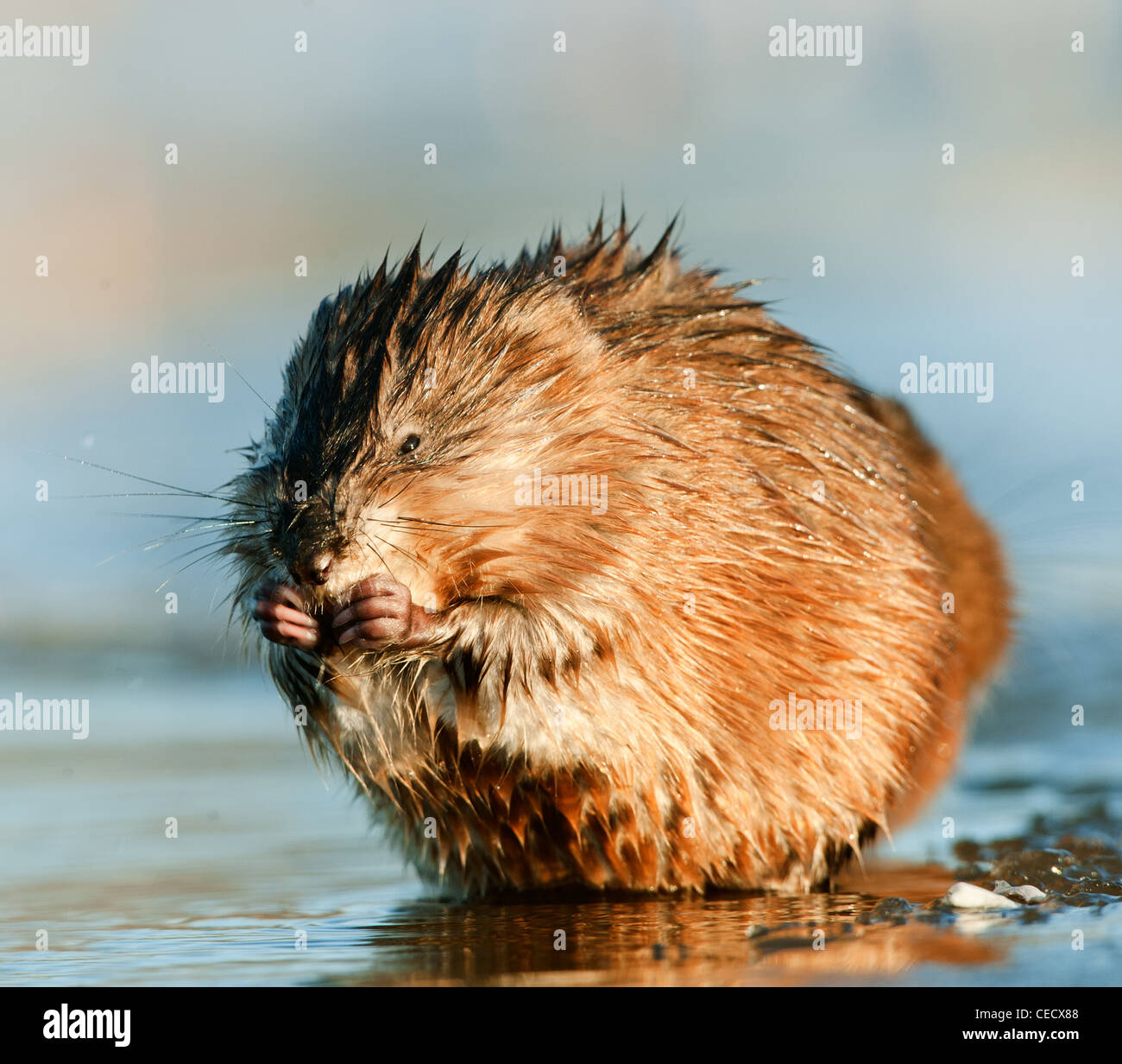 Le manger le rat musqué (Ondatra zibethica) est assis sur un coucher de soleil Banque D'Images