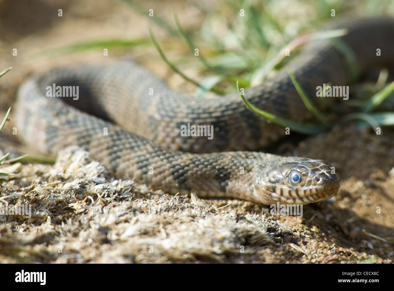 Blotched Serpent d'eau (Nerodia, erythrogaster transversa), Quai county, Nouveau Mexique, USA. Banque D'Images