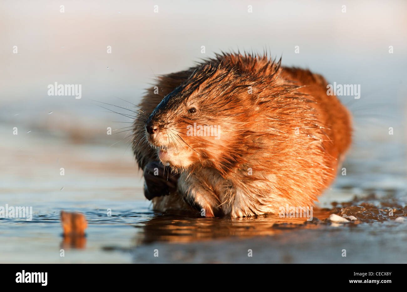 Le rat musqué (Ondatra zibethica) est assis sur un coucher de soleil Banque D'Images