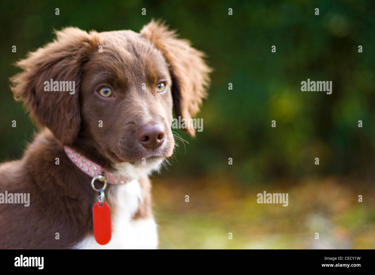 Un jeune chiot Épagneul dans le parc à la recherche de la droite dans le soleil. Banque D'Images