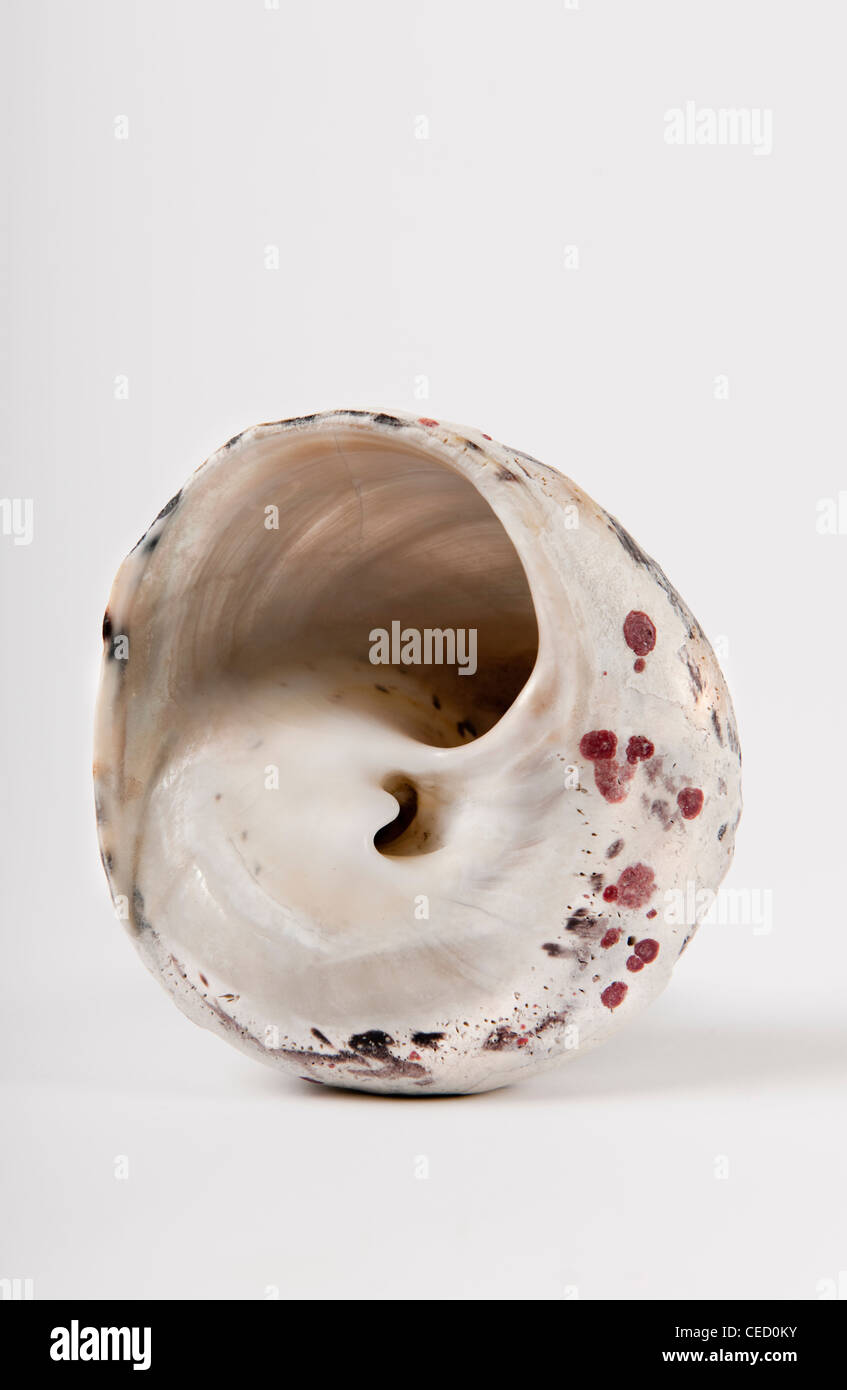 Sea shell avec pearl comme shell et taches de vieillesse debout tourné en studio Banque D'Images