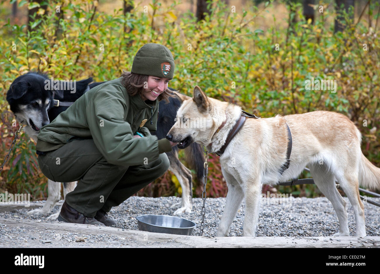 Park ranger en caressant un chien de traîneau. Sled-dog kennels. Denali National Park. De l'Alaska. USA Banque D'Images