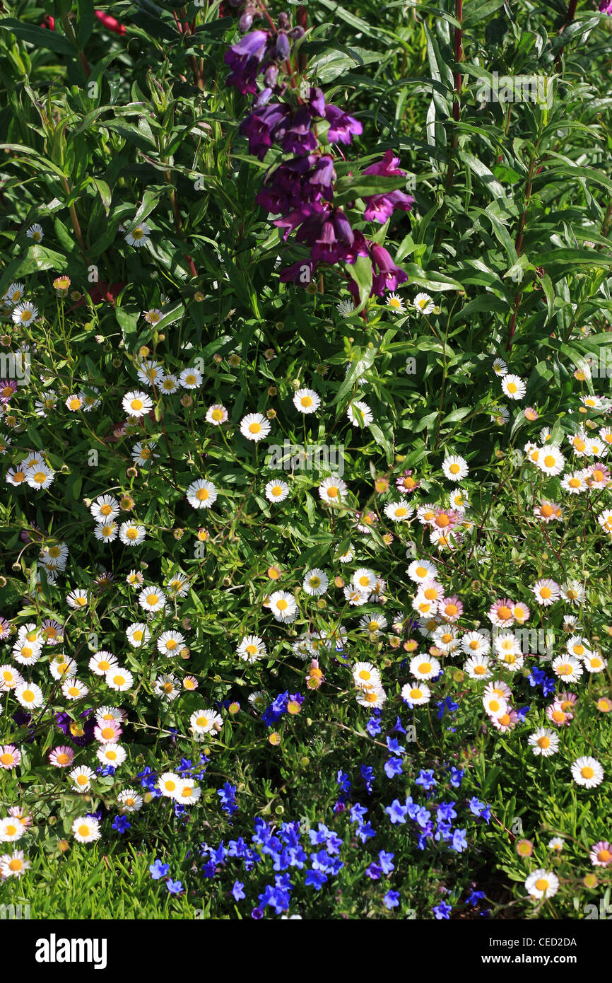 Un lit de fleurs de printemps avec différentes sortes de fleurs et d'herbes Banque D'Images