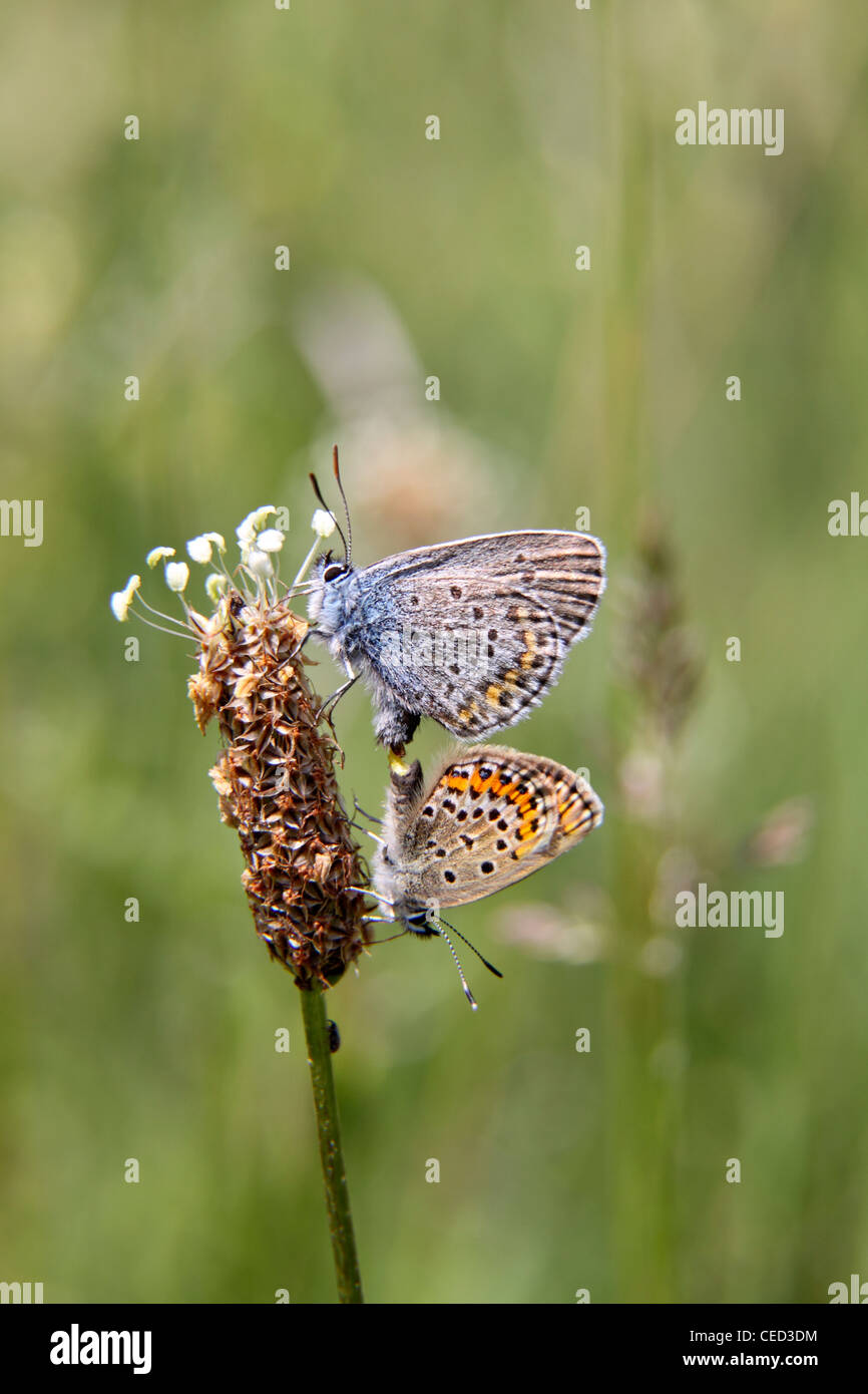 L'accouplement des papillons bleu constellé d'argent en Bulgarie Banque D'Images