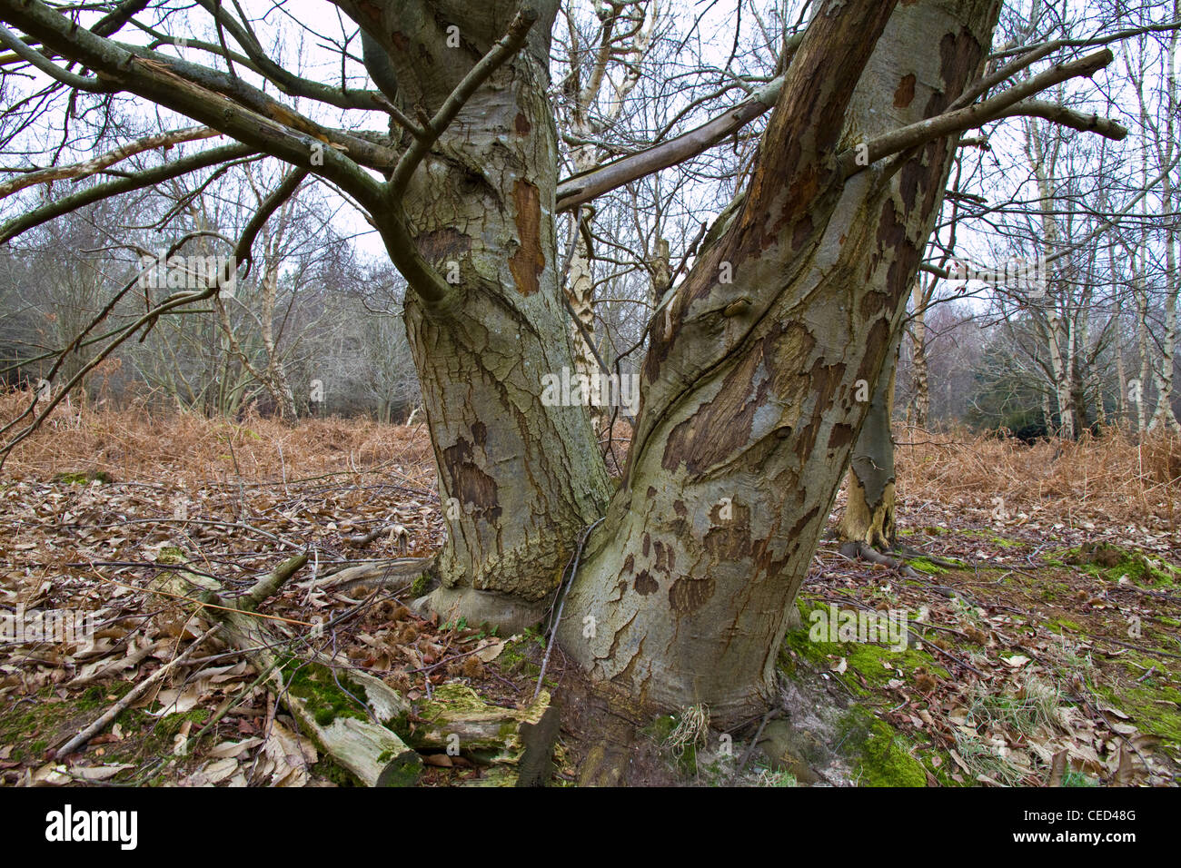 Un grand ancien arbre châtaignier (Castanea sativa) dans la forêt de Thetford à East Harling Banque D'Images