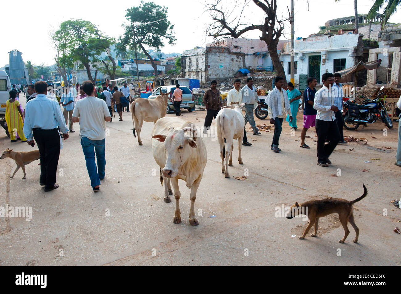 Les vaches et les chiens errer librement à Hampi bazaar Street à Hampi, Karnataka, Inde Banque D'Images