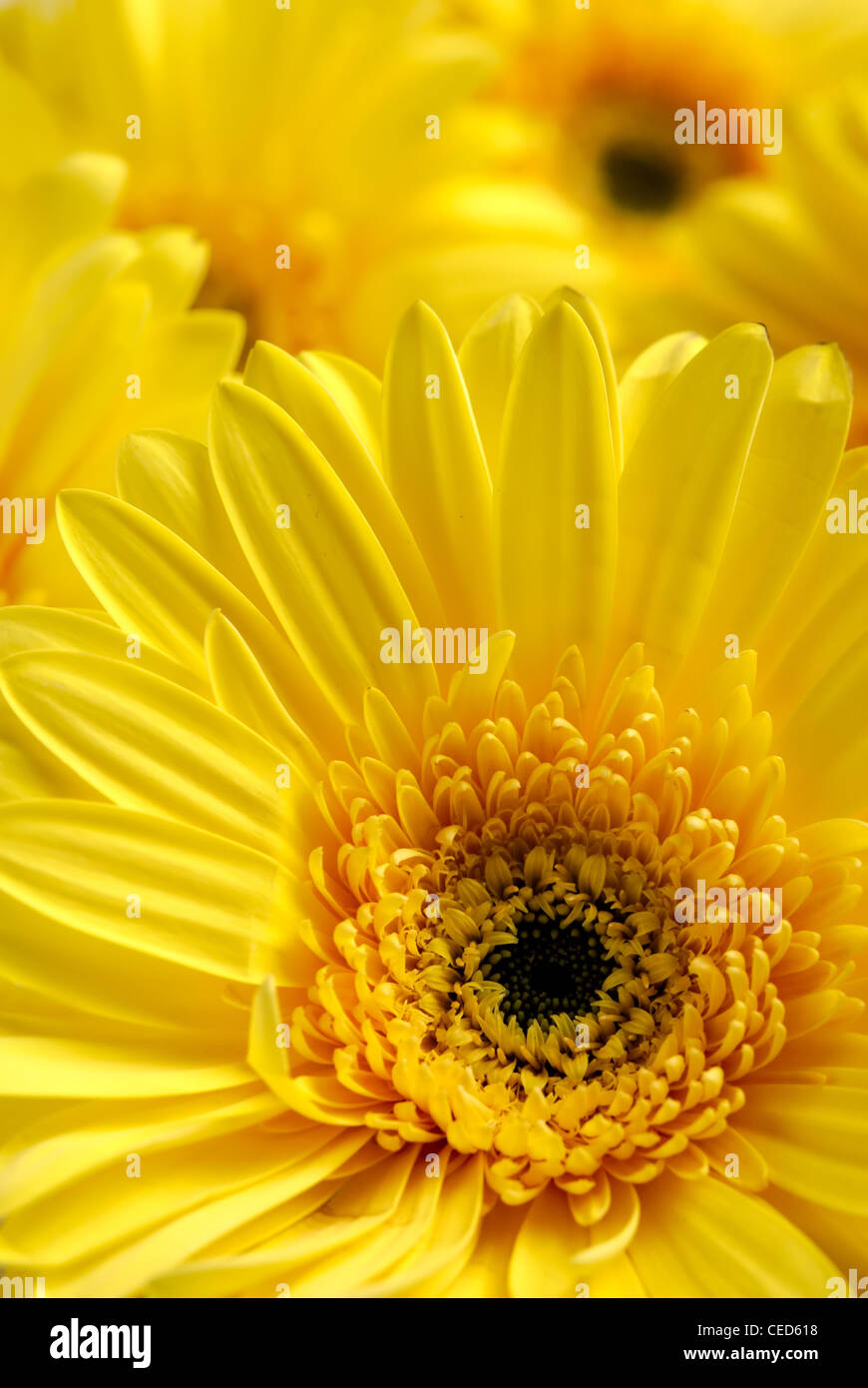 Fleurs jaune background Banque D'Images