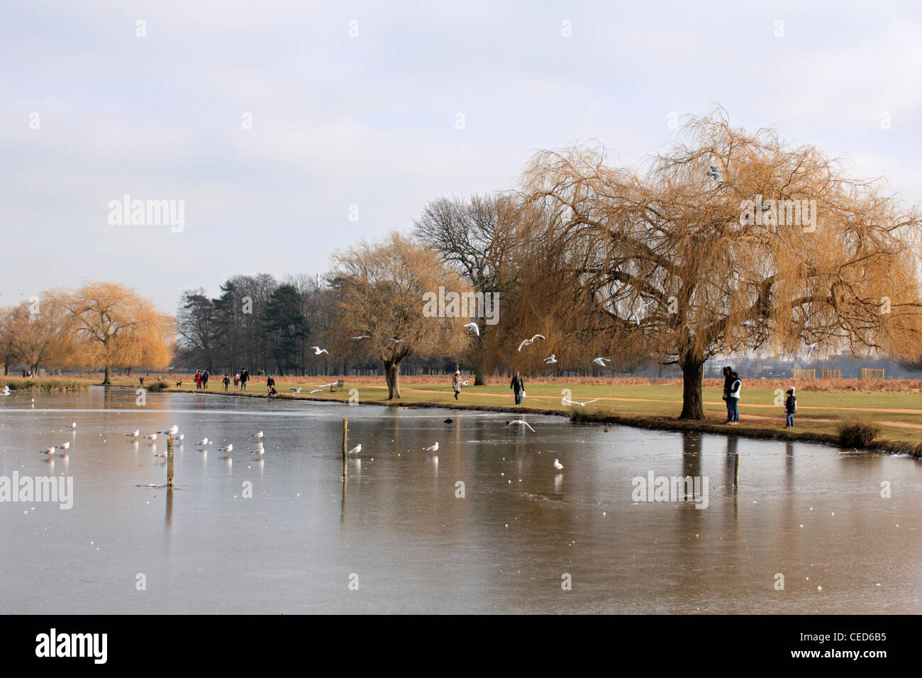 Le Héron Étang gelé en hiver. Hampton Bushy Park SW London England UK Banque D'Images