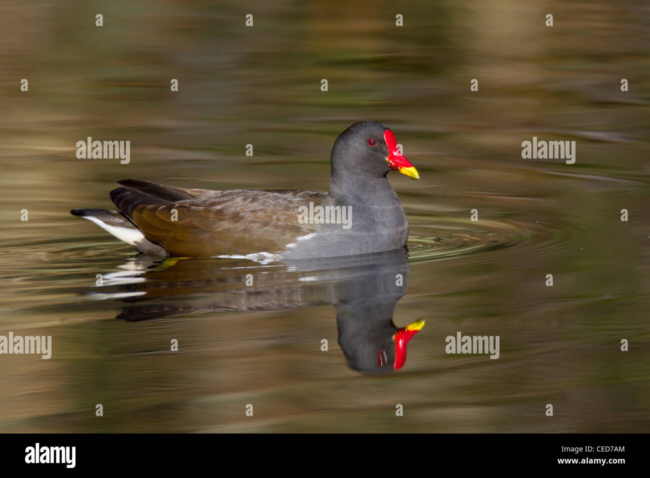 Gallinule poule-d'eau Gallinula chloropus ; ; ; Cornwall UK Banque D'Images