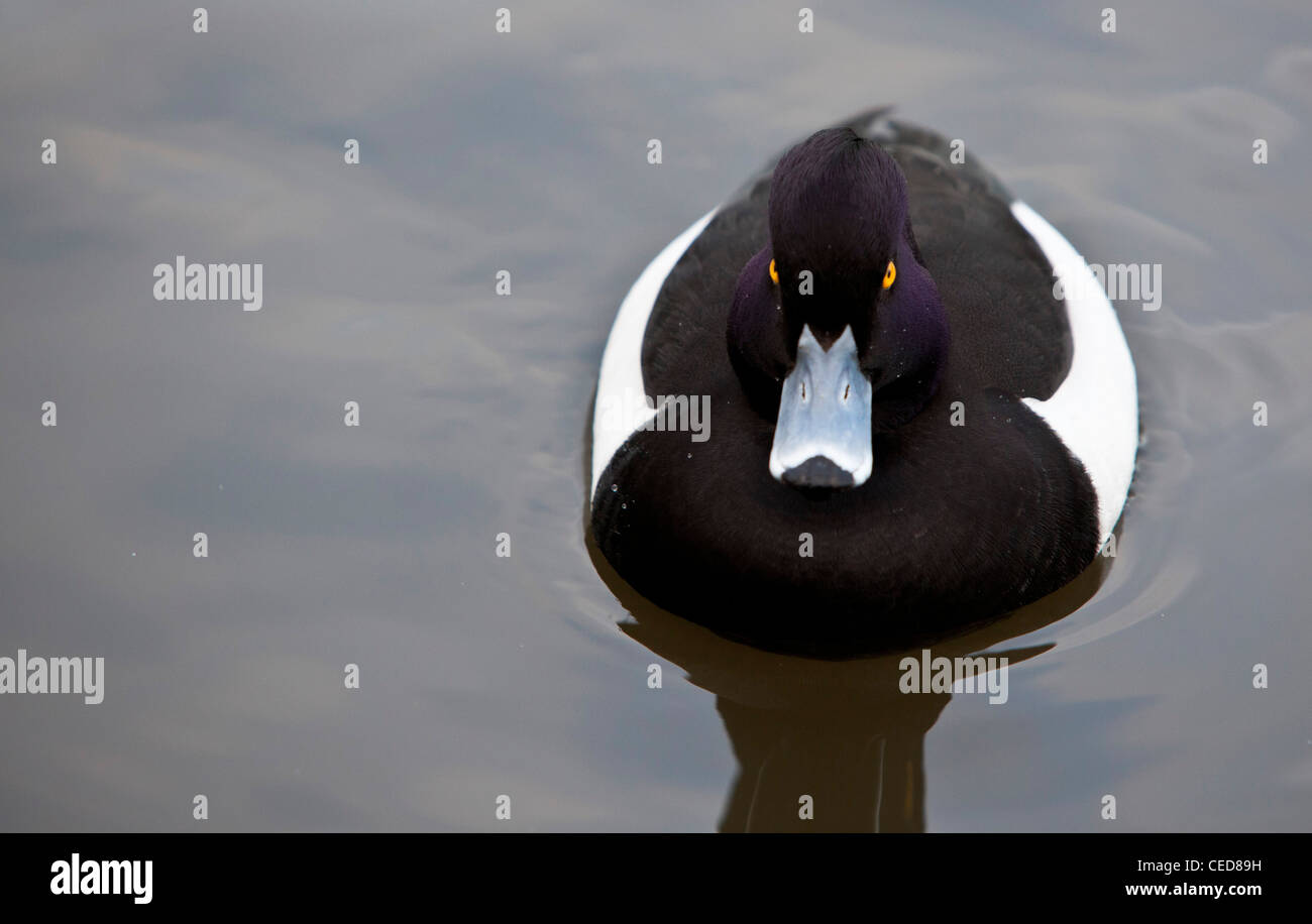 Fuligule morillon natation Banque D'Images