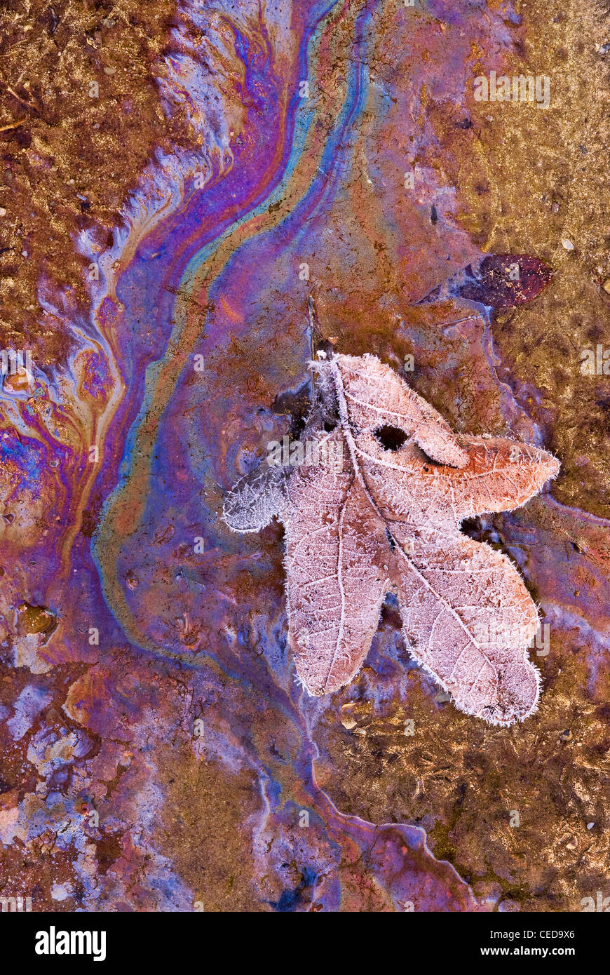 Feuilles de chêne recouvertes de gel dans le ruissellement d'huile naturel des plantes en décomposition de l'est des États-Unis, par Skip Moody/Dembinsky photo Assoc Banque D'Images