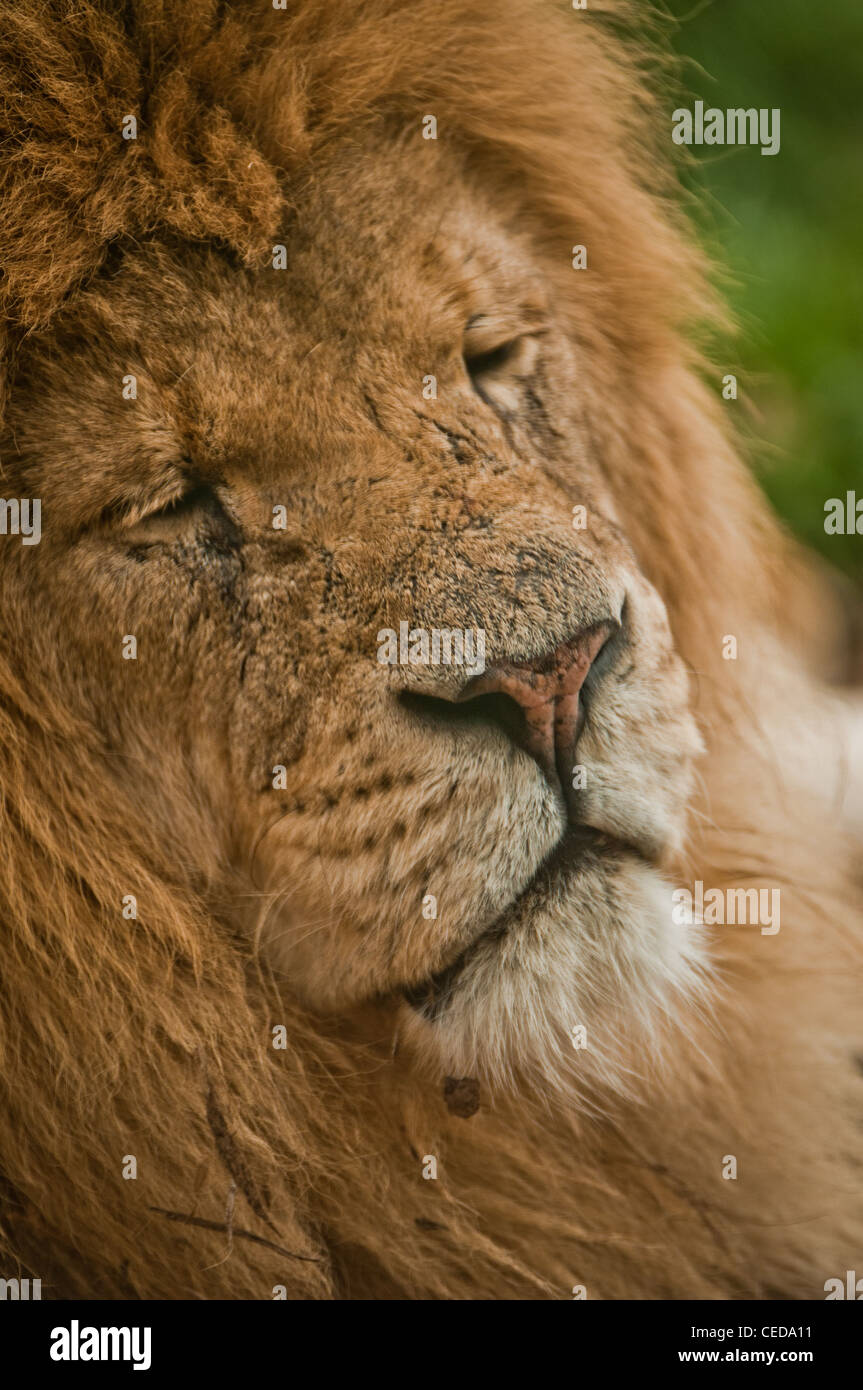 Un vieux lion endormi dans le soleil Banque D'Images