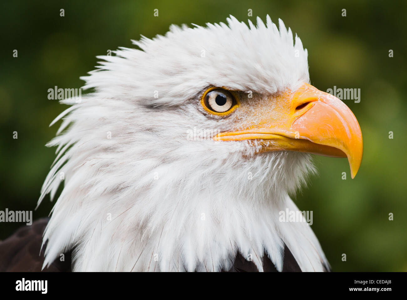 De tête ou Pygargue à tête blanche Haliaeetus leucocephalus dans angle latéral - Pygargue à tête blanche est le symbole national de l'United States of America Banque D'Images
