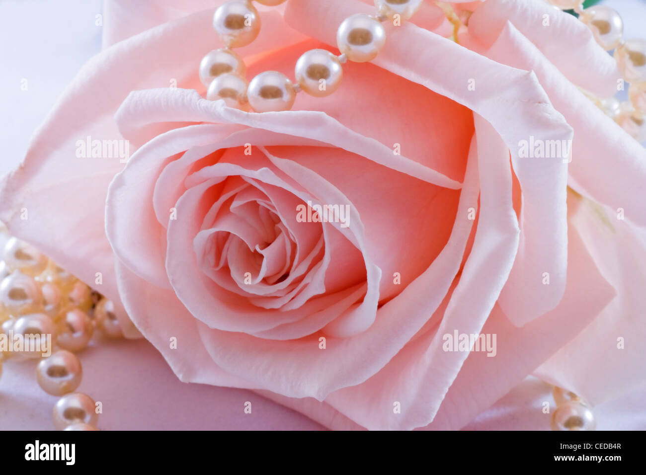 Rose rose douce et romantique avec un collier de perles Photo Stock - Alamy