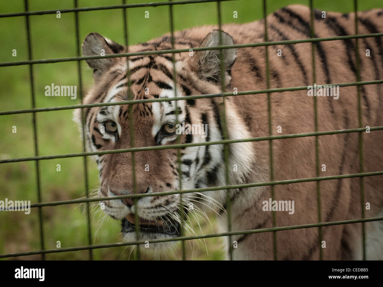 Amur Tiger les cent pas derrière les barreaux Banque D'Images