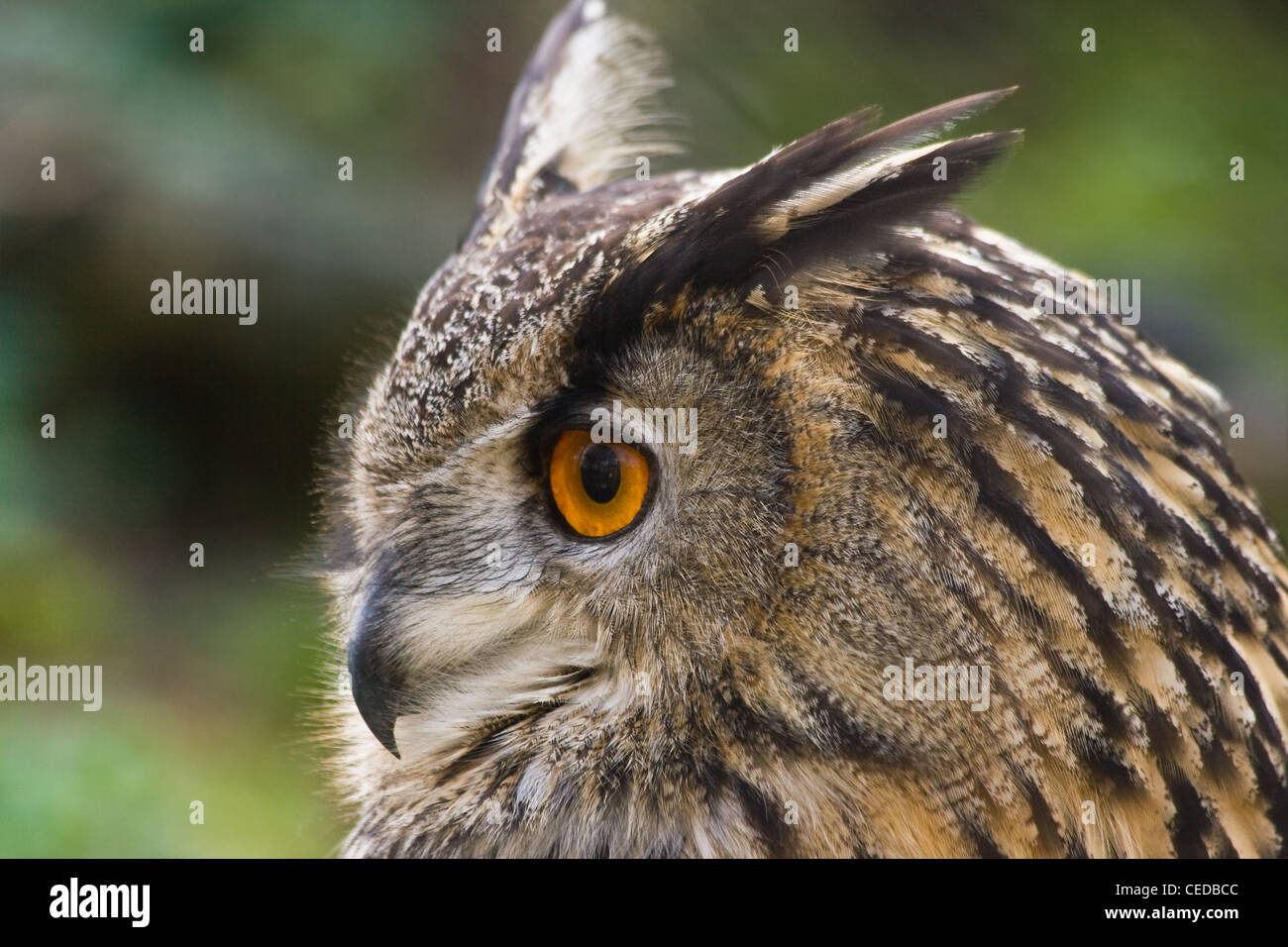 Tête de hibou Grand-duc Bubo bubo ou avec des yeux orange en vue d'angle côté Banque D'Images