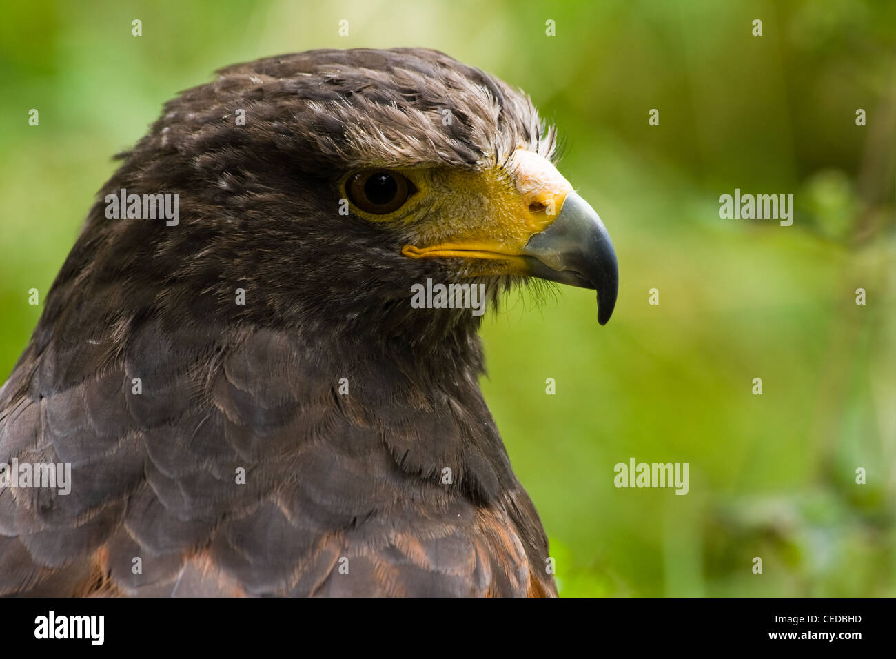 Portrait de Harris, hawk hawk poussiéreux, Bay-winged hawk ou Parabuteo unicinctus côté en vue de l'angle horizontal de l'image - Banque D'Images