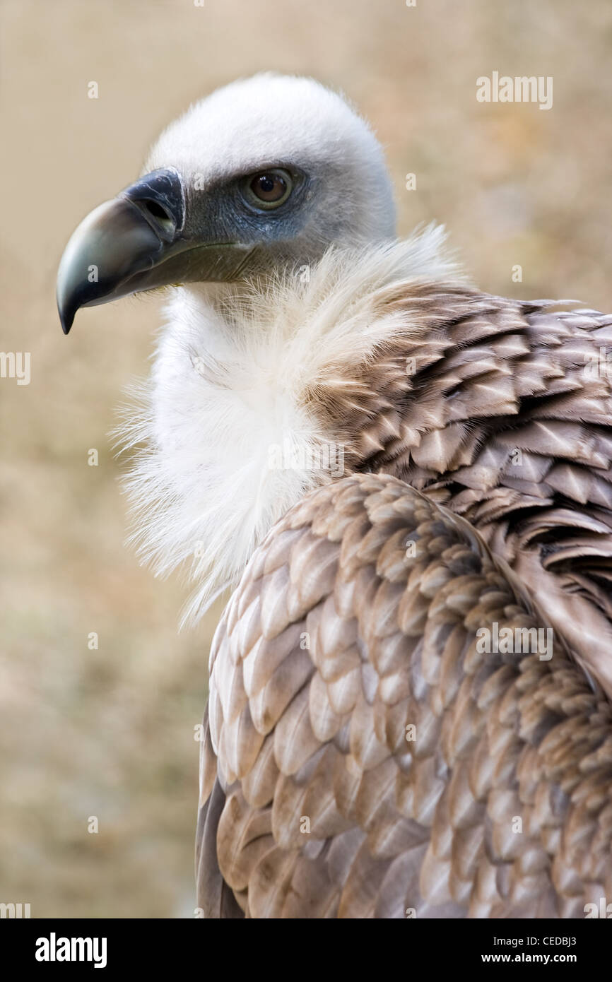 Portrait de Vautours fauves Gyps fulvus ou en vue de l'angle latéral Banque D'Images