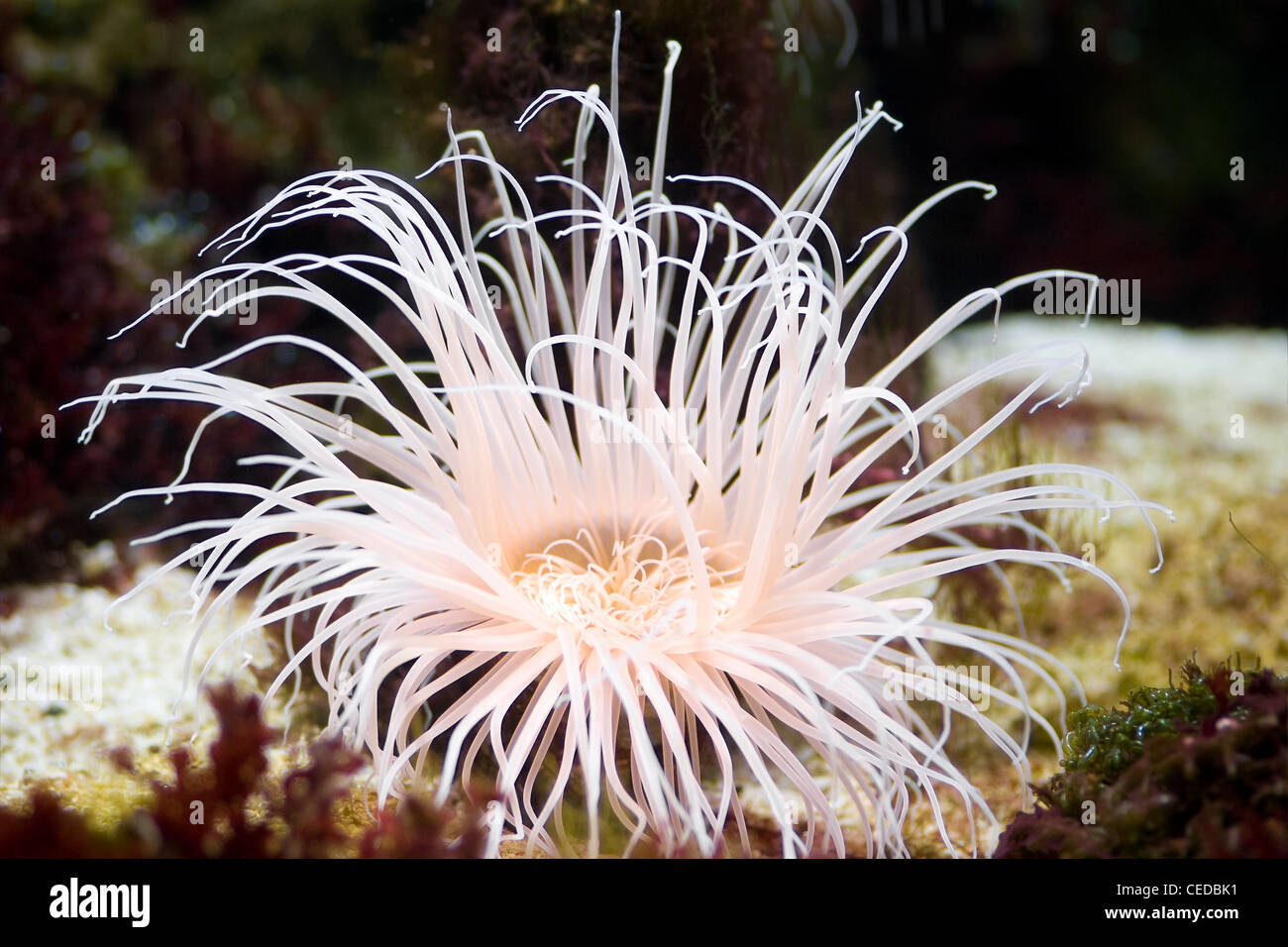 Anémone de mer, la mer, les animaux prédateurs se présente comme une fleur Banque D'Images