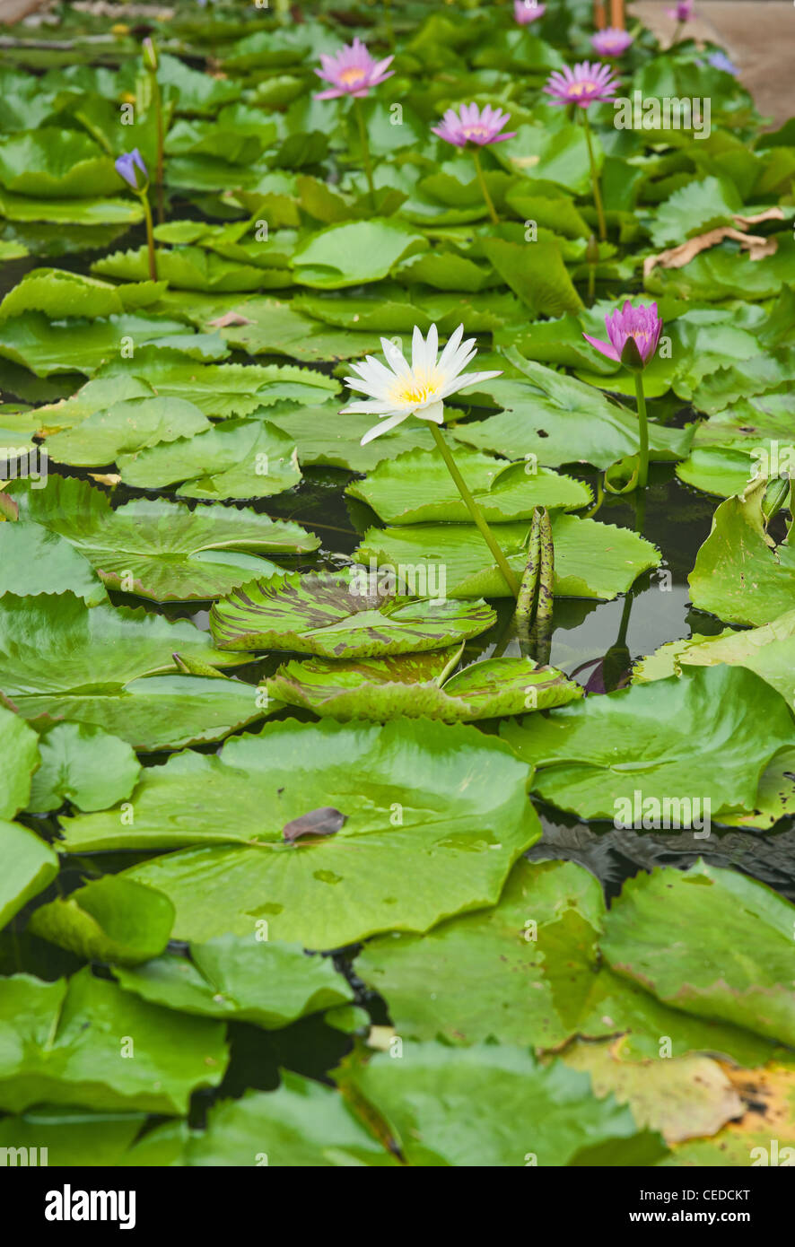 Belle eau lillies dans l'étang de jardin Banque D'Images