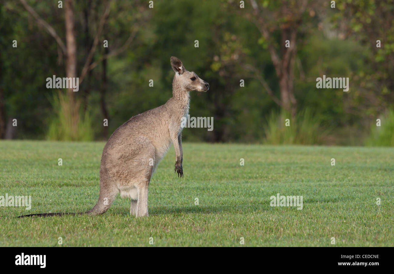 Les kangourous gris de l'Est de l'Australie sur l'herbe Banque D'Images
