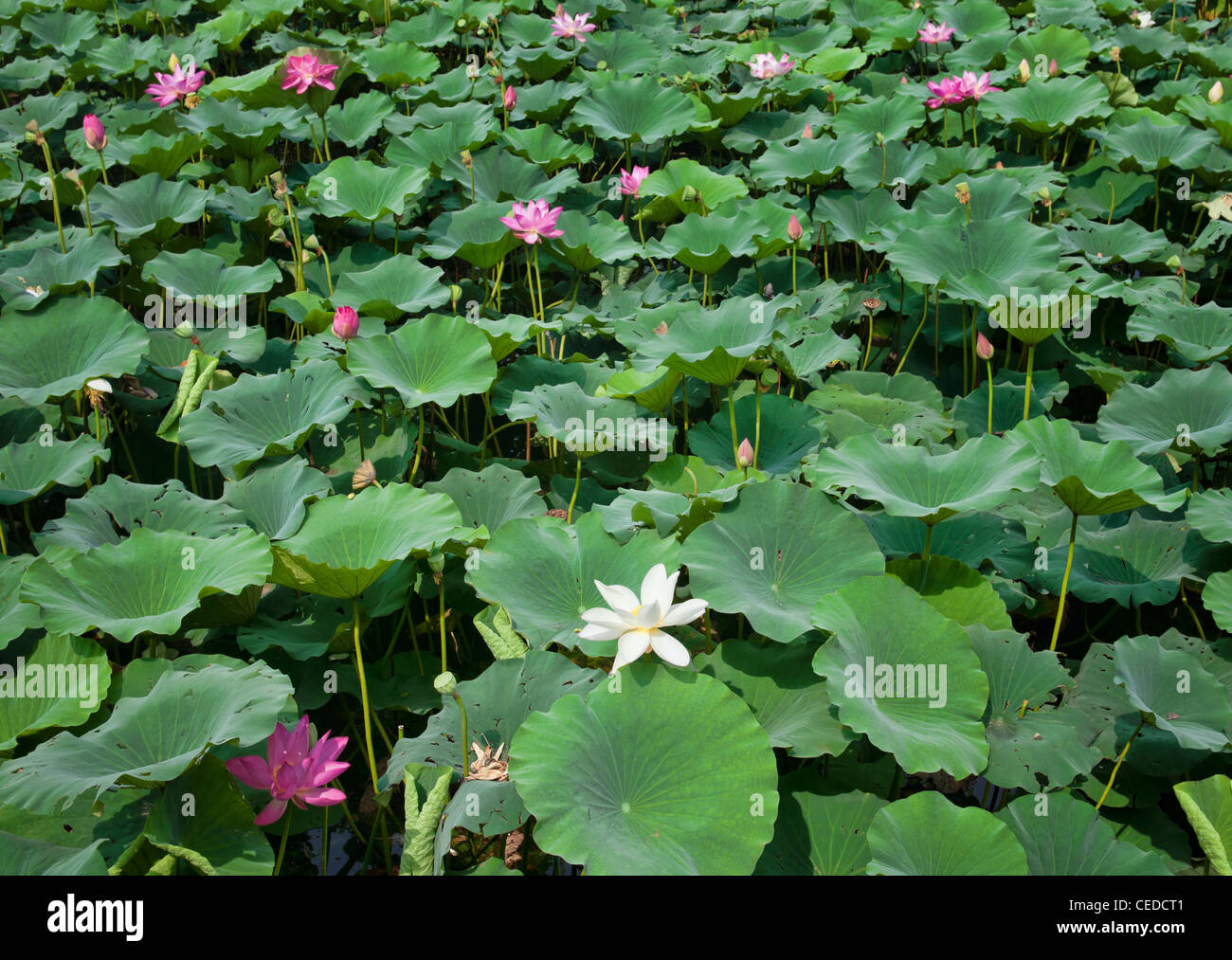 Belle eau lillies dans l'étang de jardin Banque D'Images
