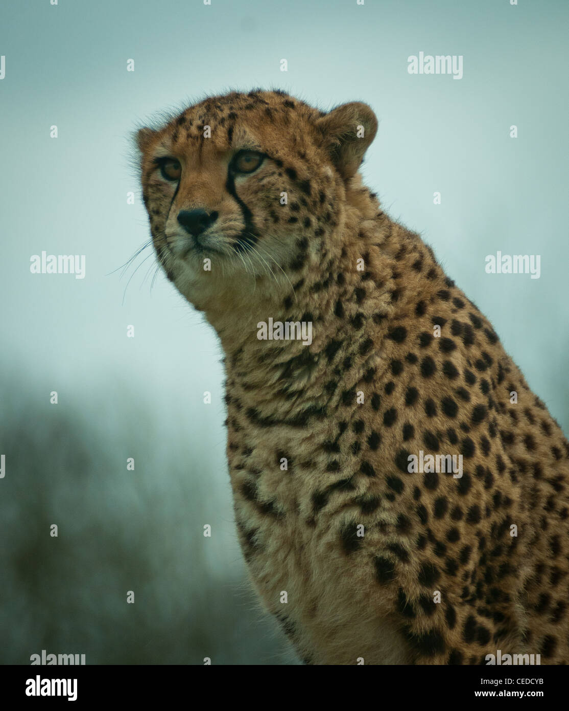 Vigie sur Cheetah Banque D'Images