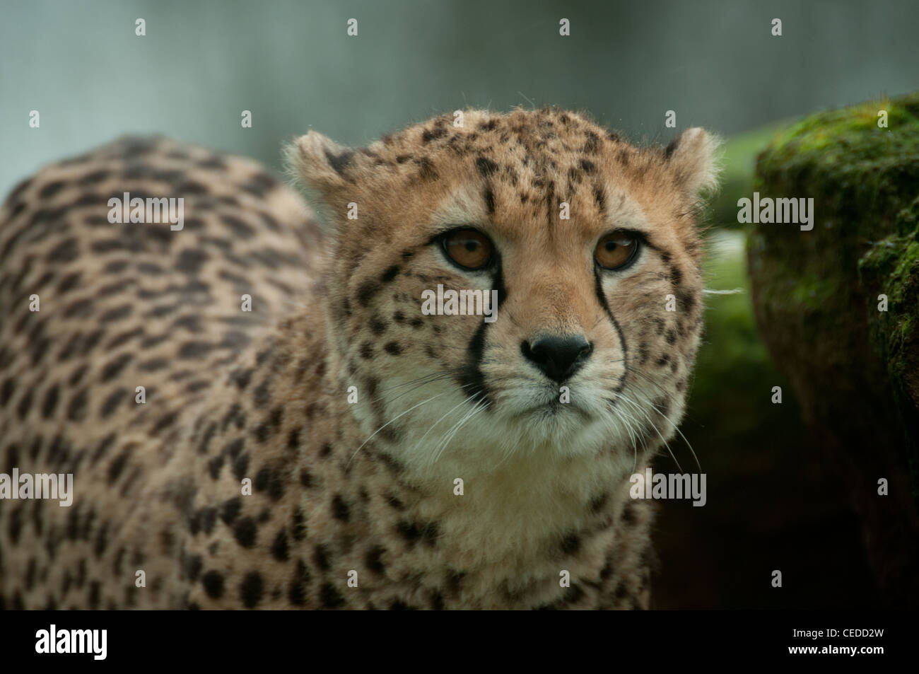 Cheetah stares out Banque D'Images