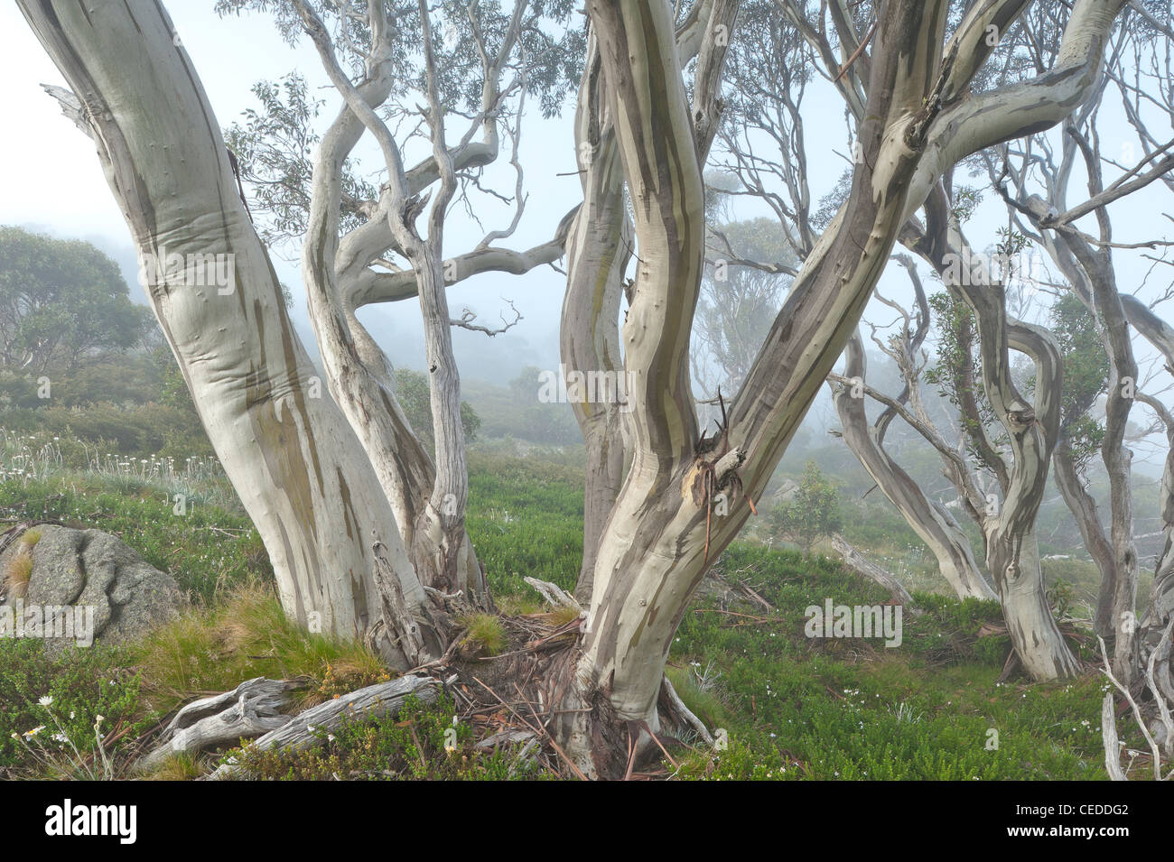 Les gencives de la neige, Parc National de Kosciuszko, New South Wales, Australie Banque D'Images