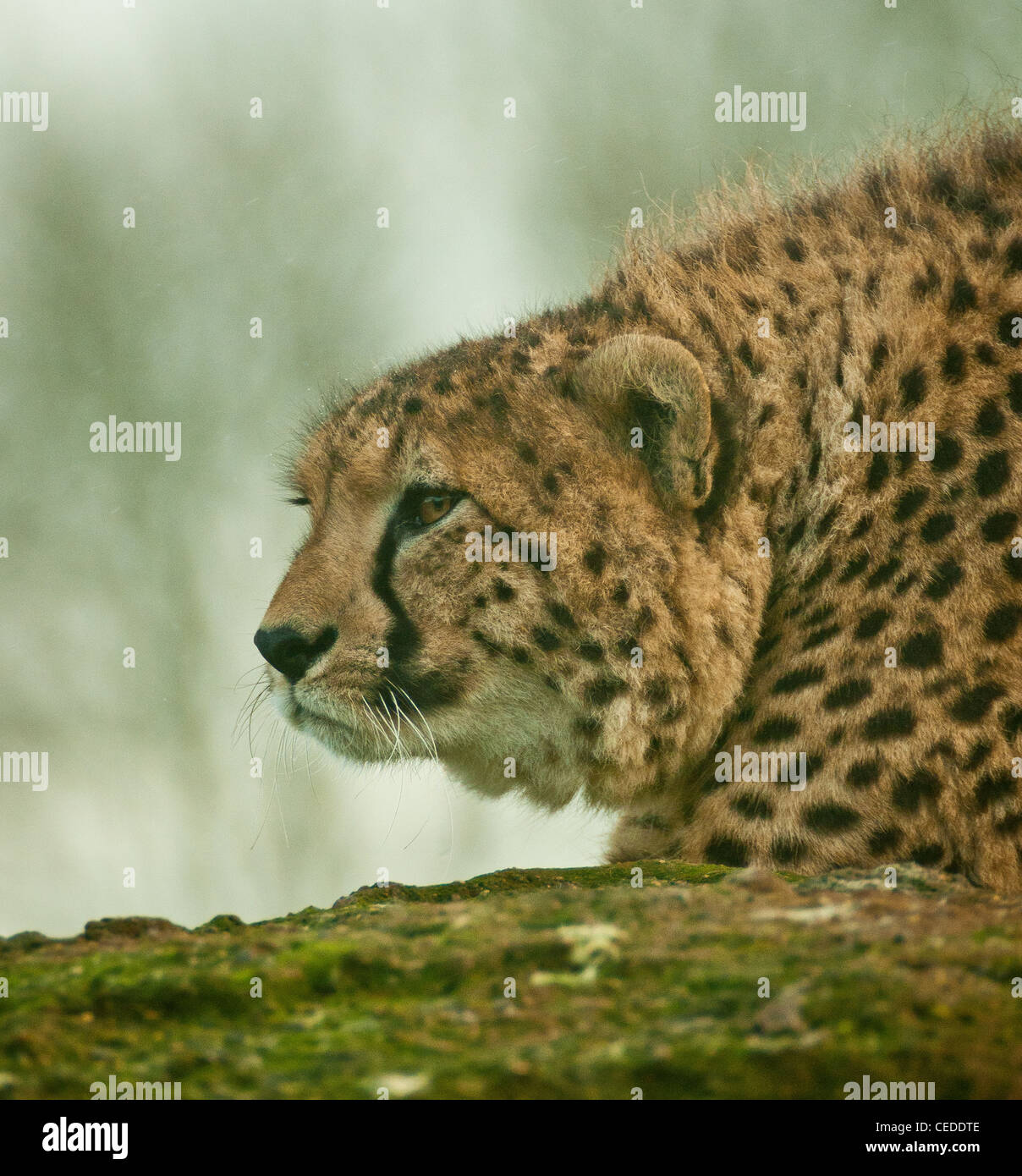 Cheetah à out Banque D'Images