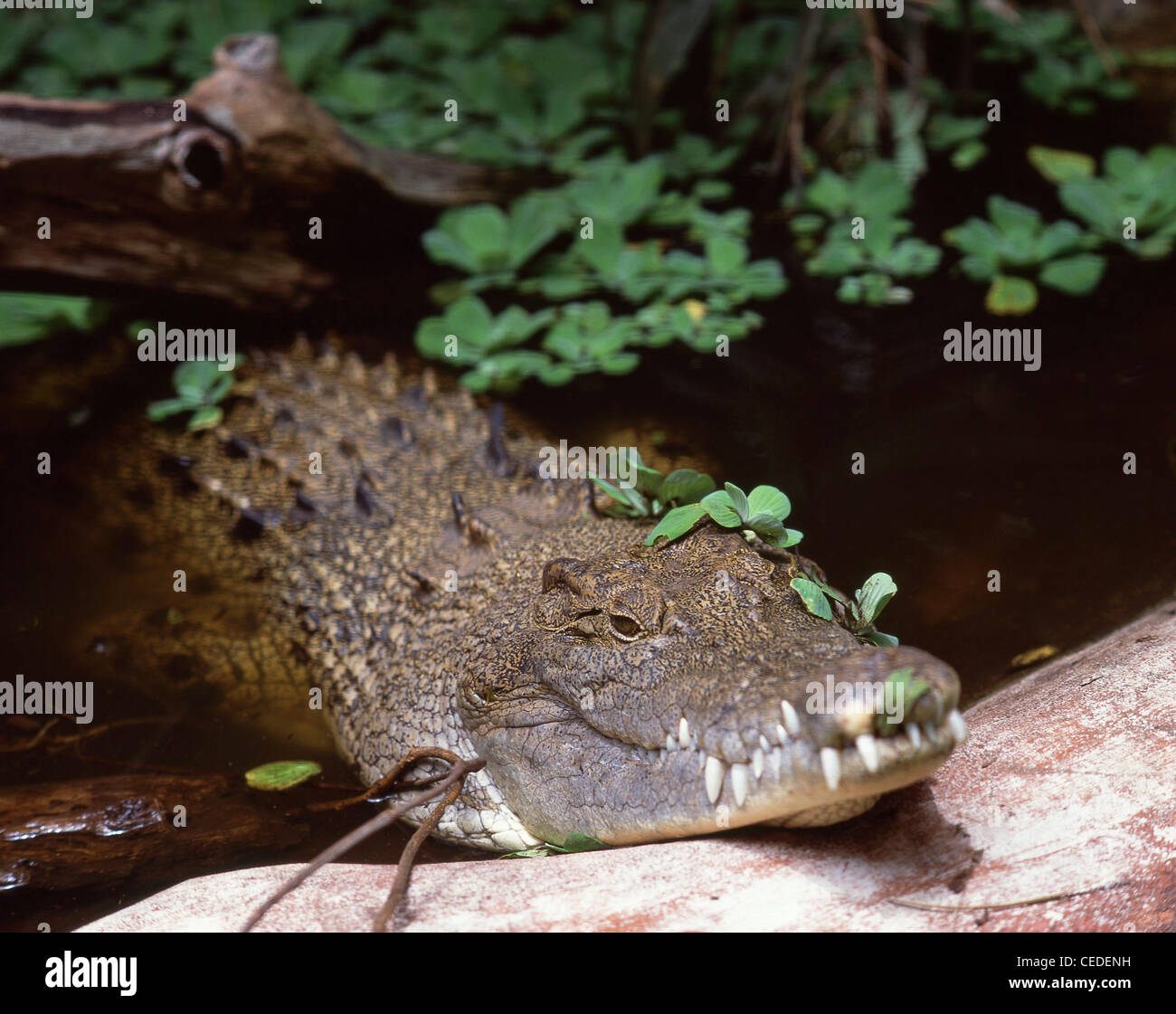 Le repos, crocodile Green Island, Great Barrier Reef Marine Park, Queensland, Australie Banque D'Images