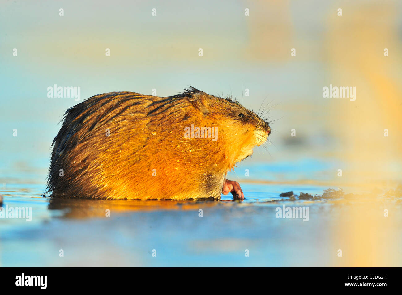 Le rat musqué (Ondatra zibethica) est assis sur un coucher de soleil Banque D'Images
