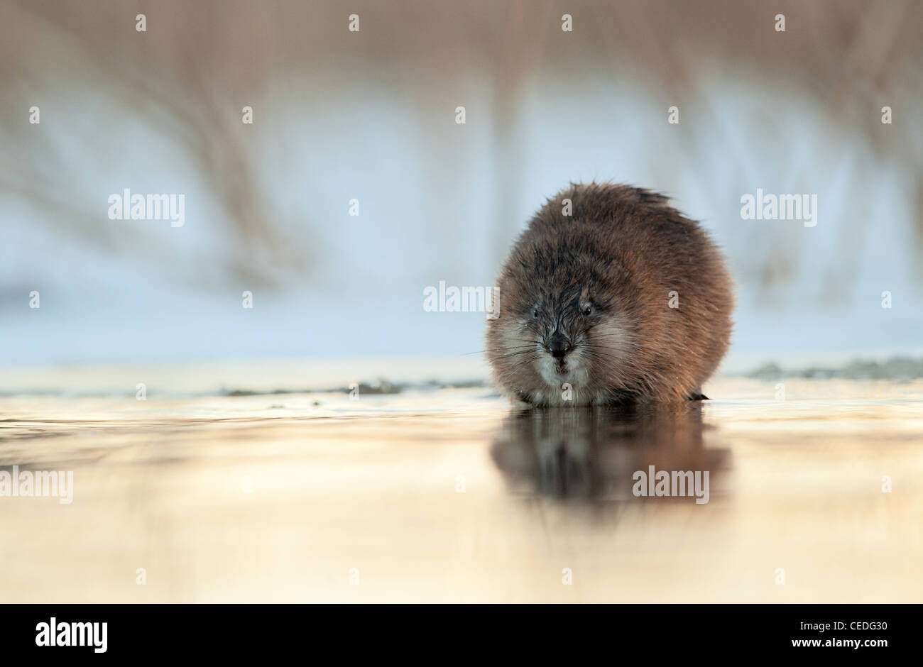 Portrait d'hiver le rat musqué (Ondatra zibethica) est assis sur un coucher de soleil Banque D'Images