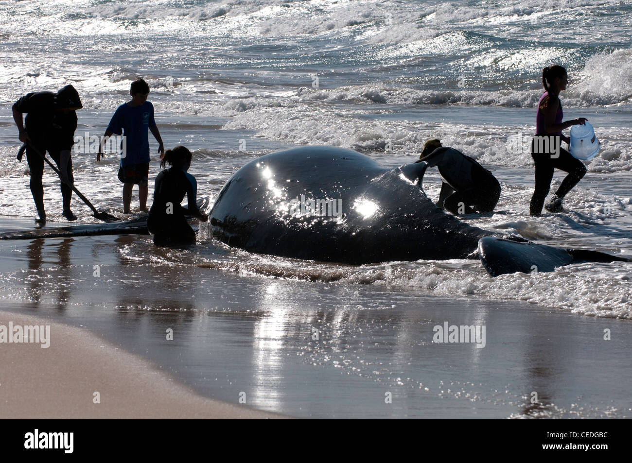 J'ai trouvé une baleine à bosse échouée alors alerté les autorités. Ils ont travaillé sans relâche toute la journée à essayer de le sauver. Banque D'Images