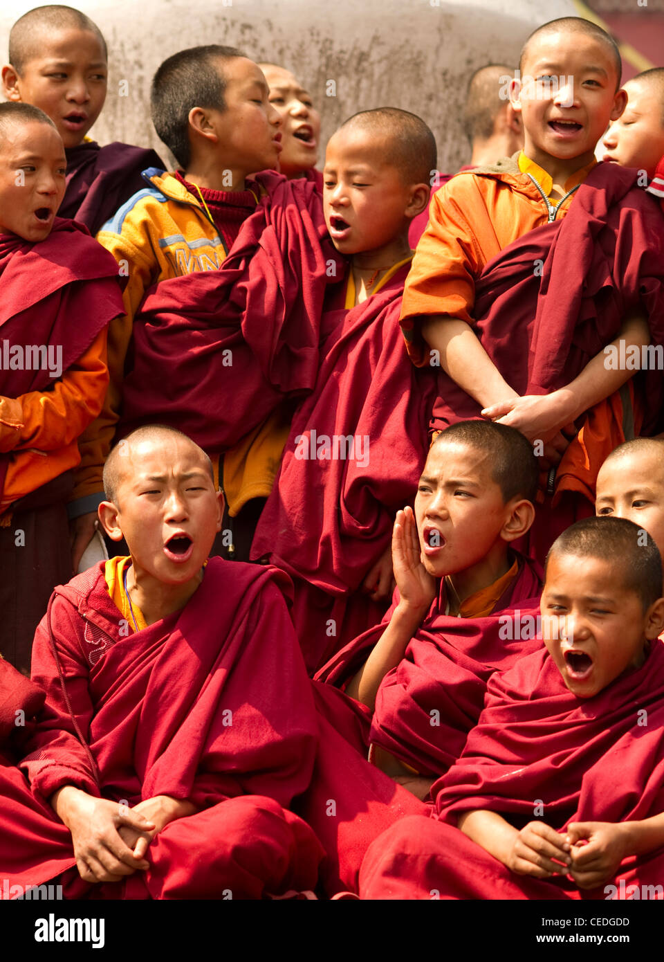 Les moines bouddhistes dans un Losar chantant dans un monastère au Sikkim, Inde Banque D'Images