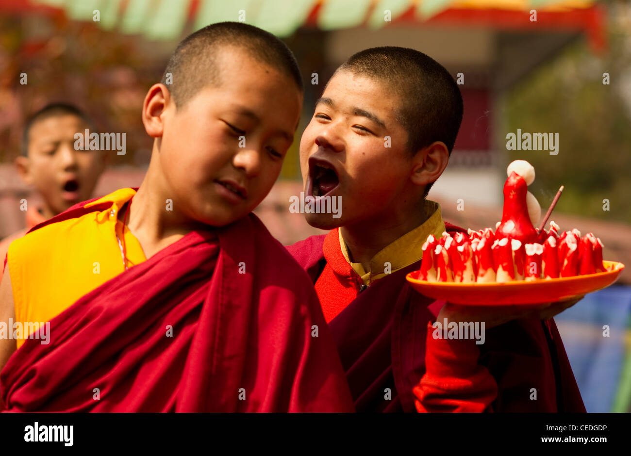 Les moines bouddhistes dans un Losar cérémonie, Sikkim, Inde Banque D'Images