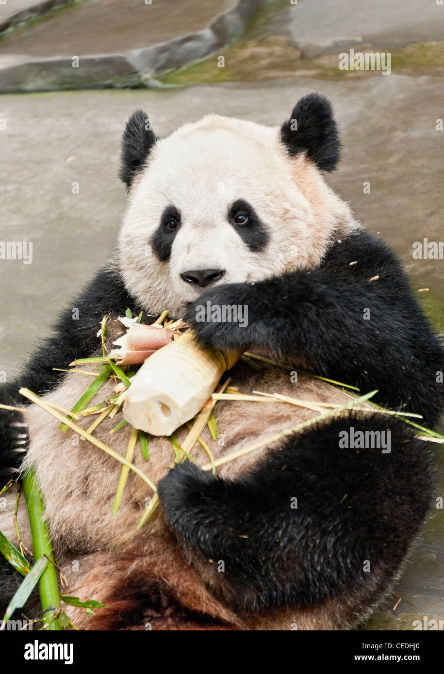 Panda géant couché ayant une collation Banque D'Images