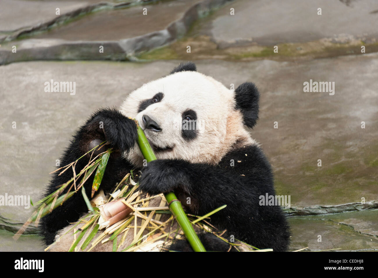 Haut du corps tourné de Grand Panda Eating Bamboo Banque D'Images