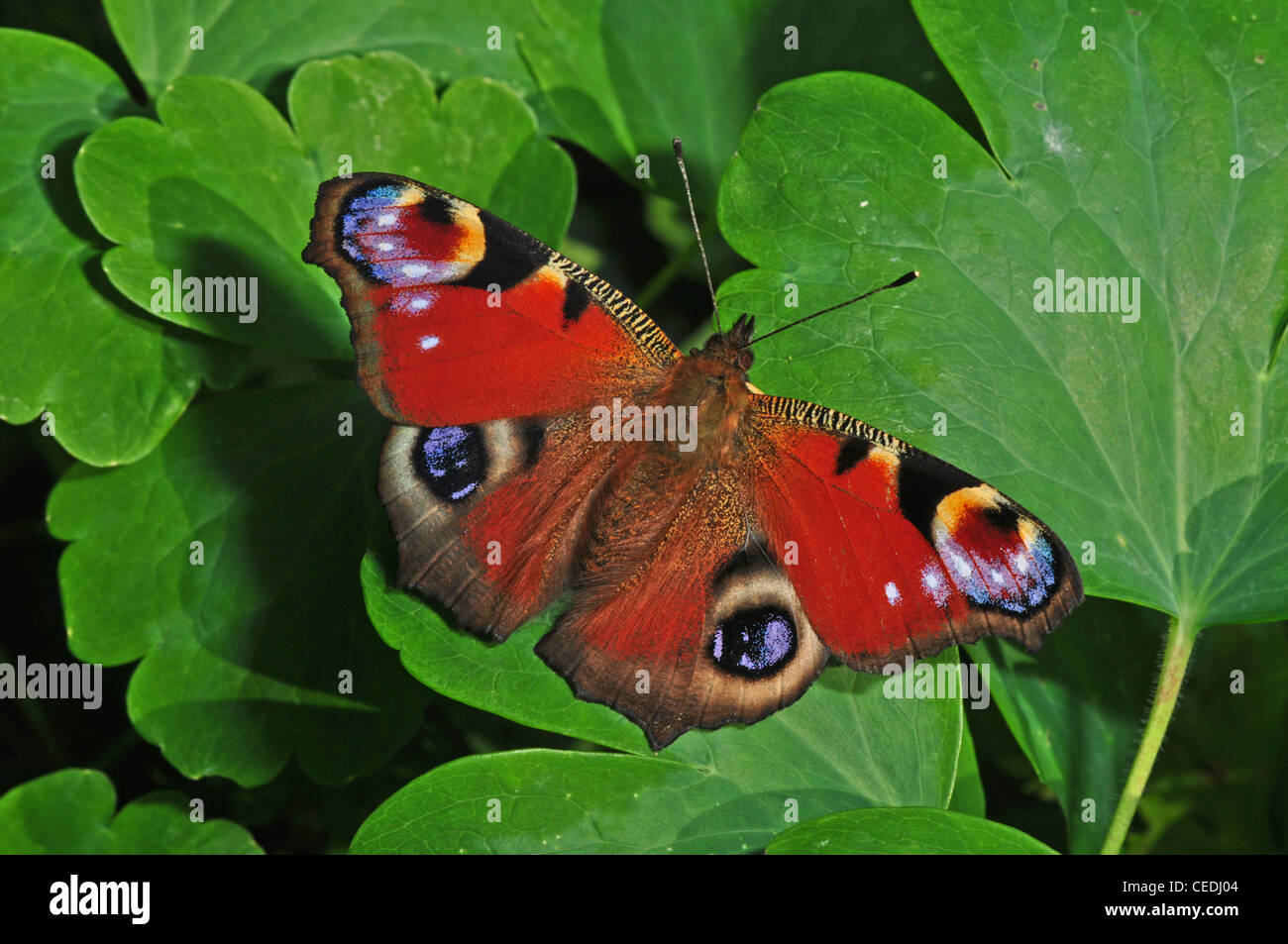 L'EUROPE, UK, Cheshire, Peacock butterfly, Inachis Io Banque D'Images