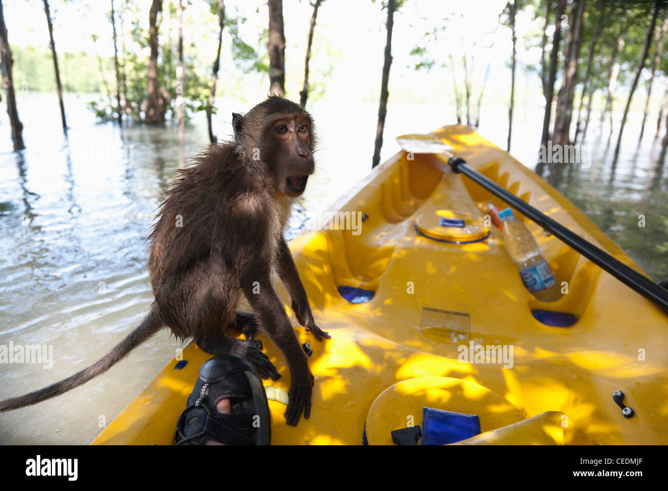 Monkey sitting on kayak dans l'eau Banque D'Images