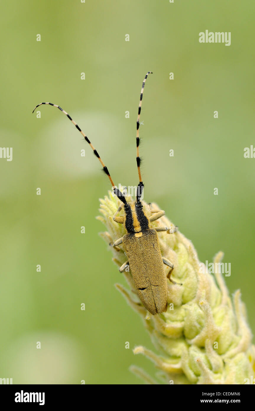 Longhorn Beetle (Agapanthis cardui) au repos sur capitule, Bulgarie Banque D'Images