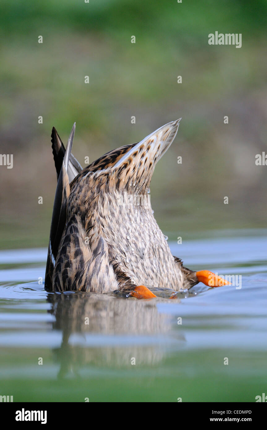 Le Canard colvert (Anas platyrhynchos) femmes duck feeding suspendu dans l'eau, dans l'Oxfordshire, UK Banque D'Images