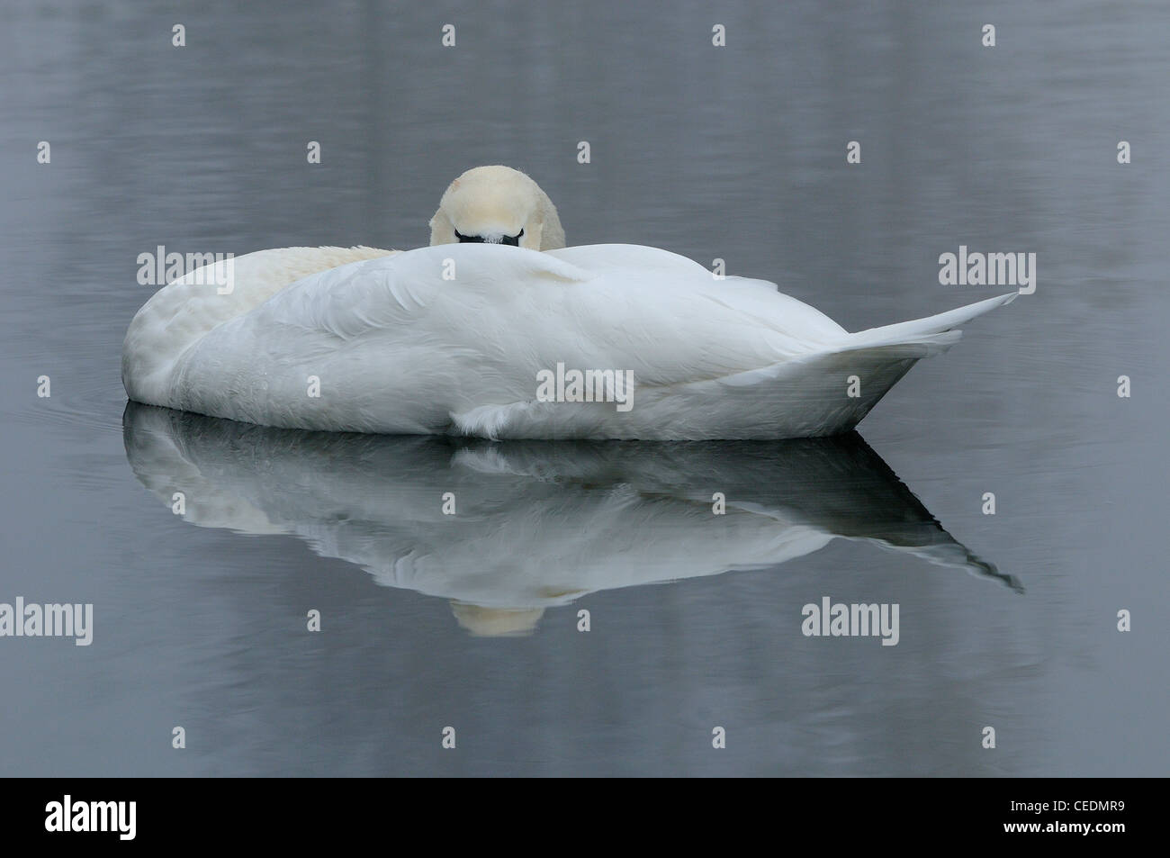 Mute Swan (Cygnus olor) endormi sur l'eau, dans l'Oxfordshire, UK Banque D'Images