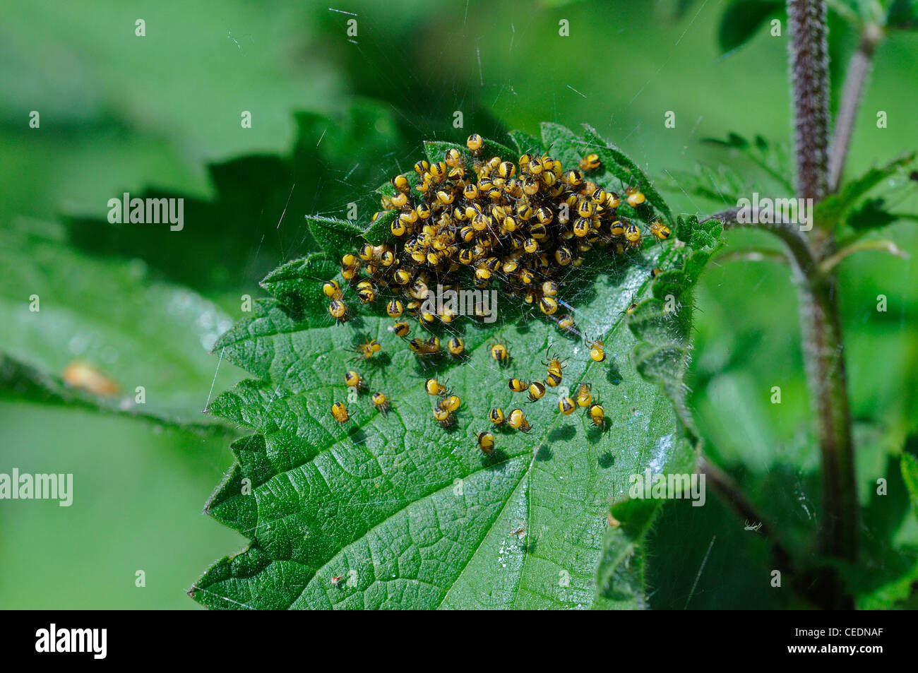 Jardin Spider Araneus diadematus (ORB) masse d'araignées bébé nouvellement écloses, sur l'ortie plante, Kent, UK Banque D'Images