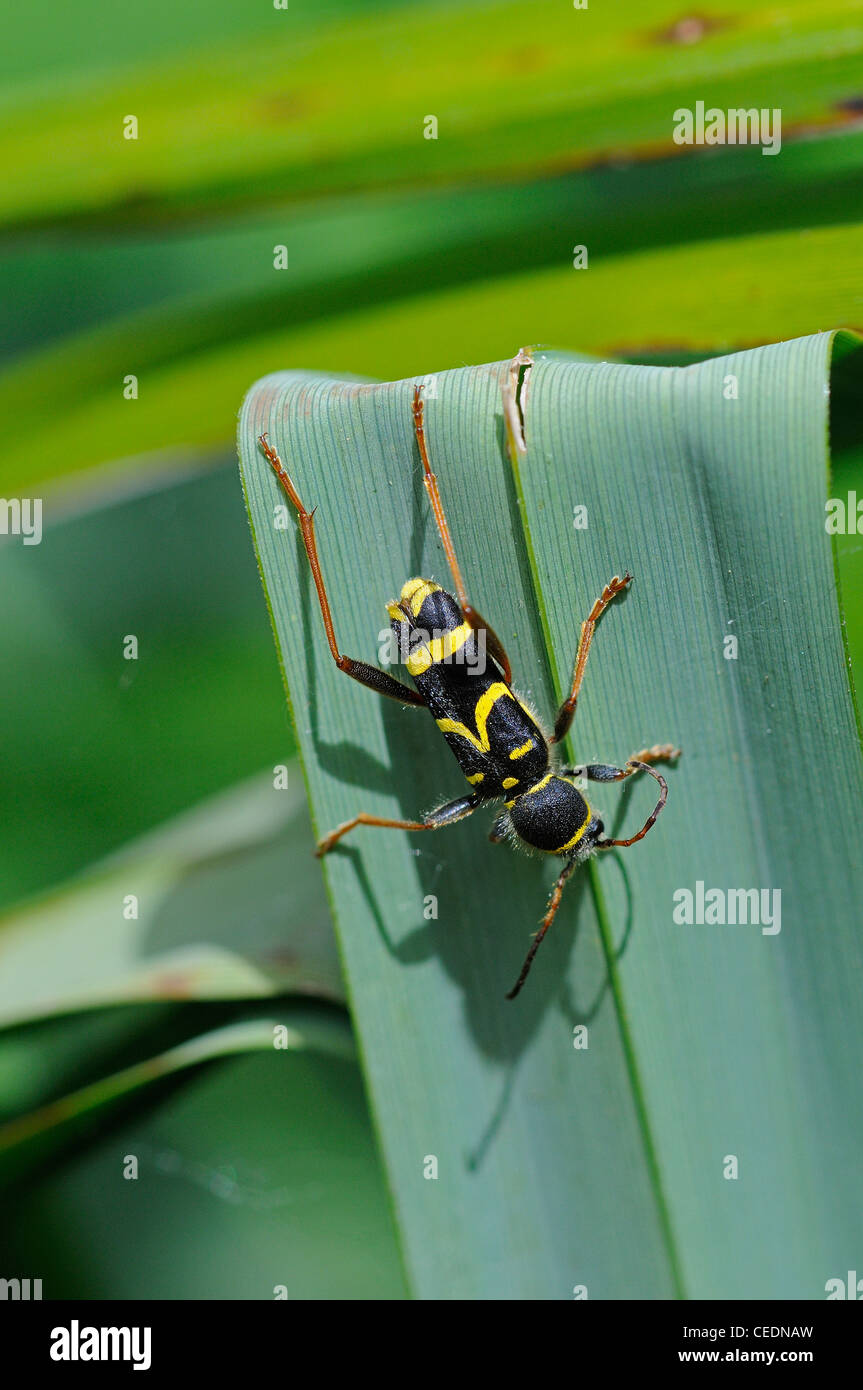 Clytus arietis (wap) au repos sur feuille, Kent, UK Banque D'Images