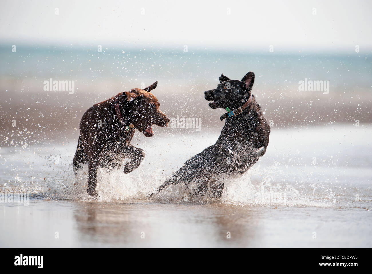 Deux chiens qui jouent ensemble dans la mer Banque D'Images